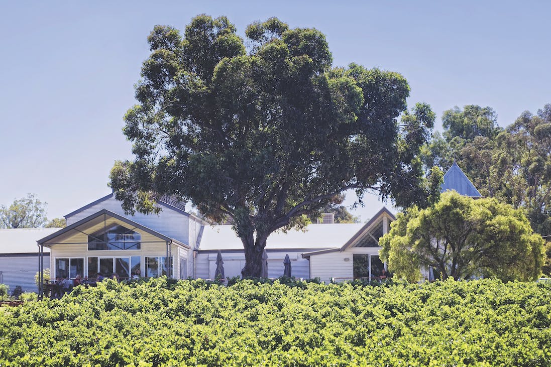 Looking across the vines at Rustico at Hay shed Hill